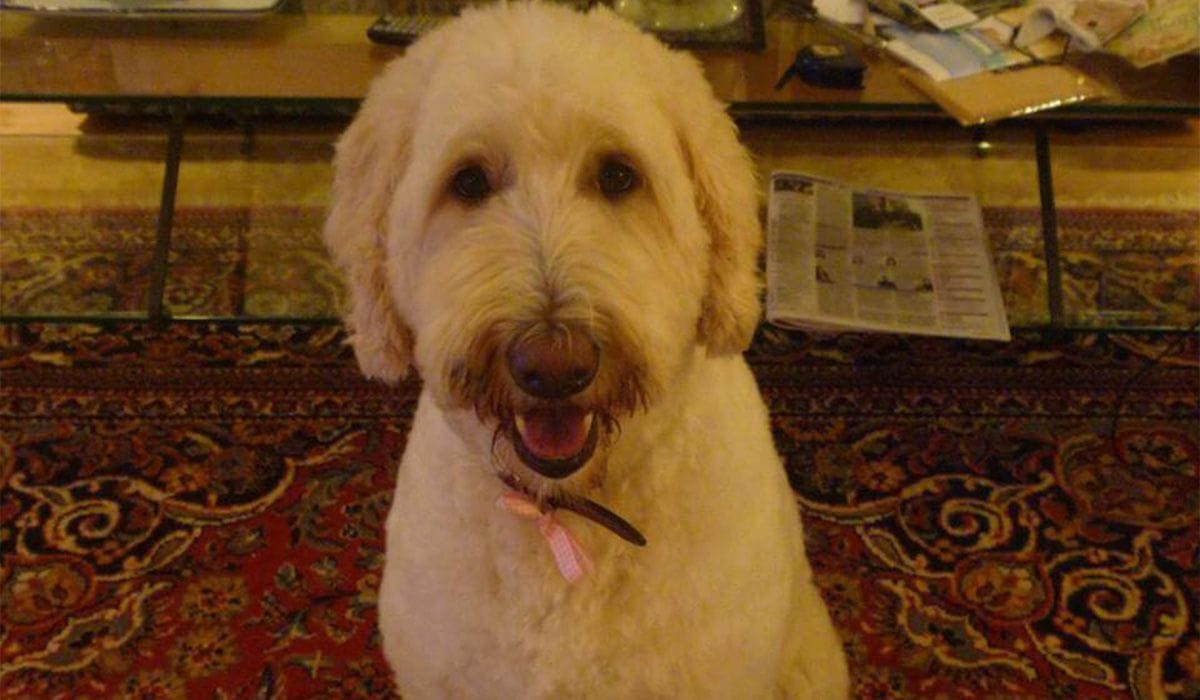Gracie and her owner Carolyn