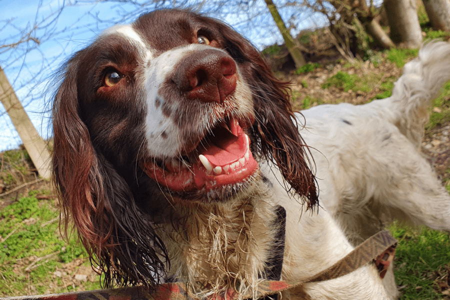A cute happy dog enjoying a Sniffari