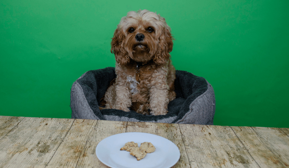 A cute, fluffy dog sits in their bed staring at the plate of Banana Bacon Bites.