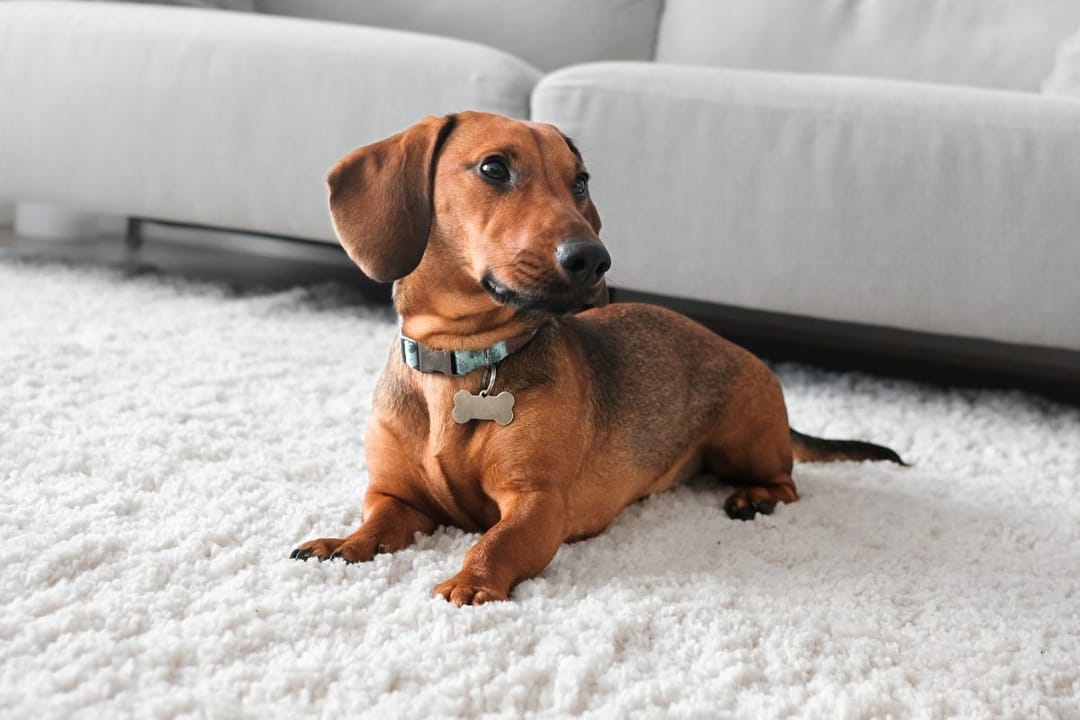 A dark golden brown miniature dachshund lying on the fluffy rug at his borrowers enjoying his stay