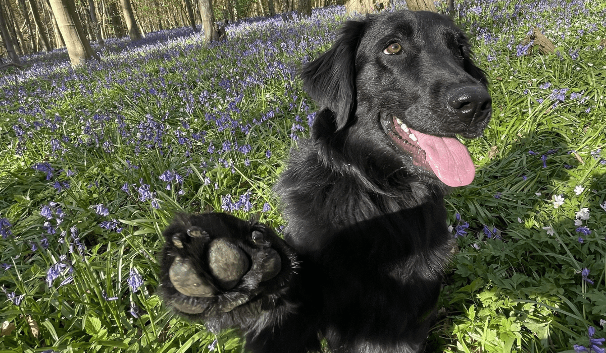A black Flat-Coat Retriever sits in a field of bluebells with their paw raised.