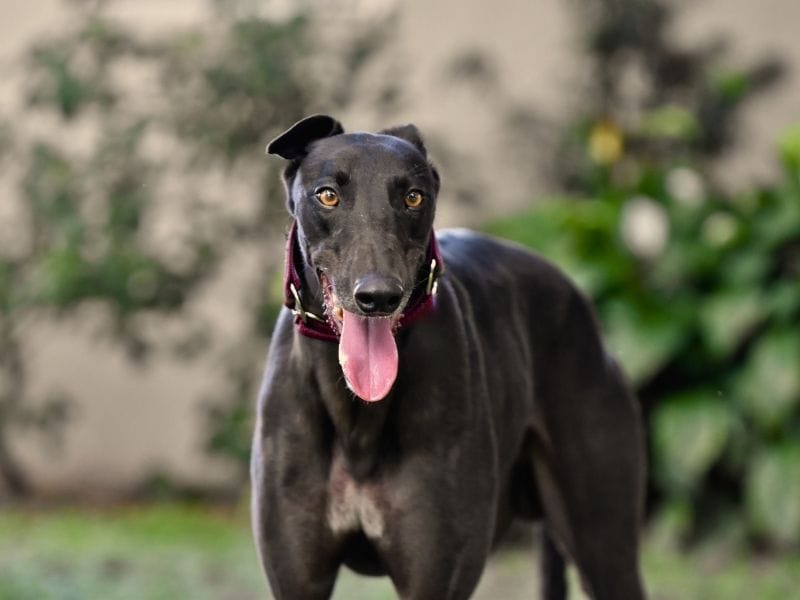 A large, black dog with a narrow head and features, smiles in the sunshine on the grass