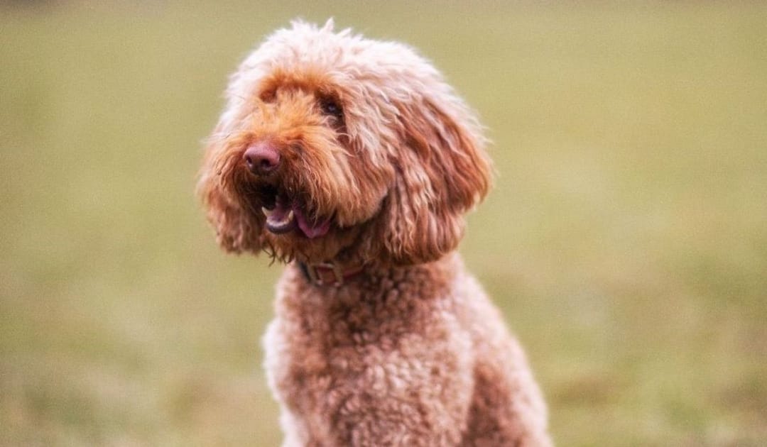 Doggy member Laika, the Goldendoodle, enjoying a walk on a late summer's day