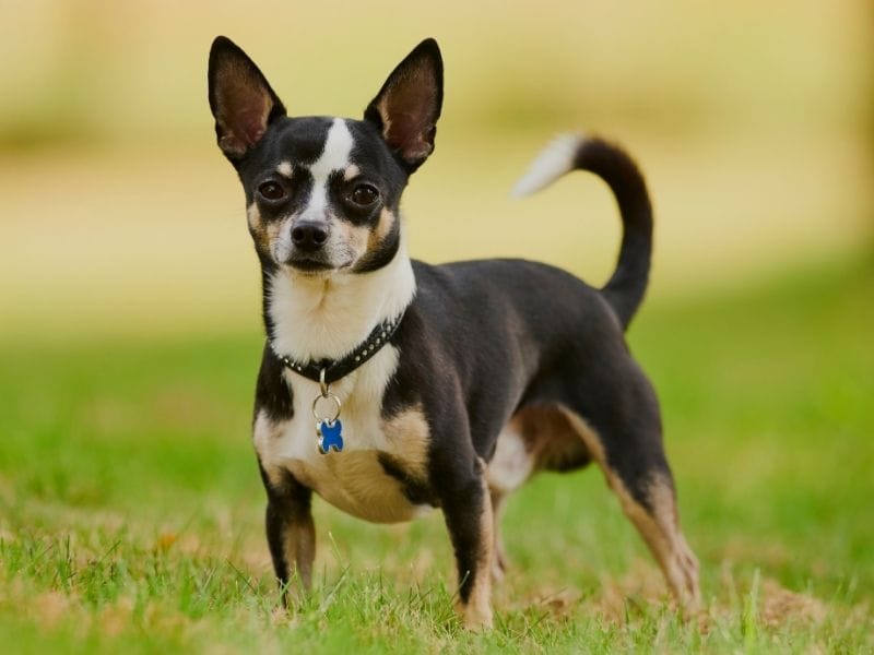 A black, white & tan Smooth Coated Chihuahua stands alert in the freshly cut field