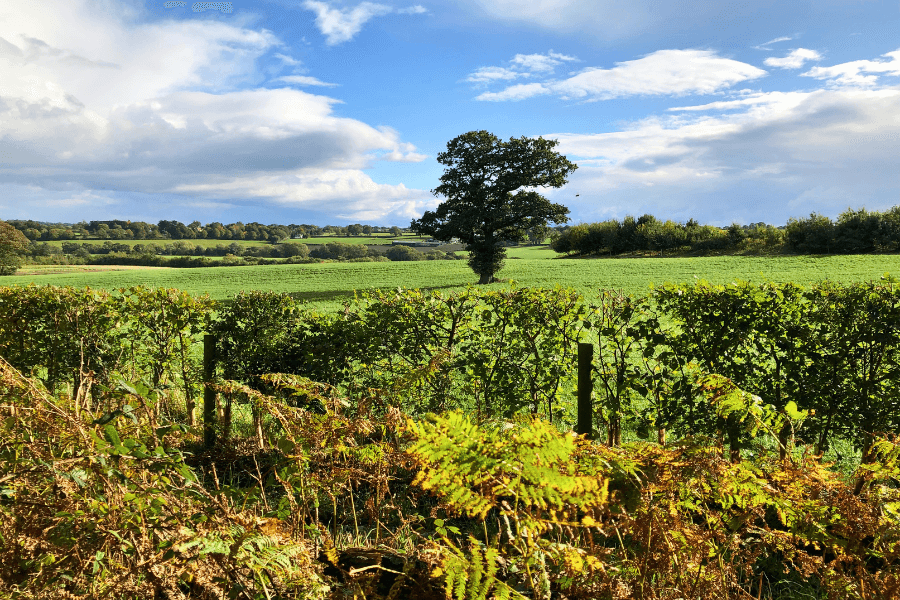 Ripley Castle Walk (Nearby)