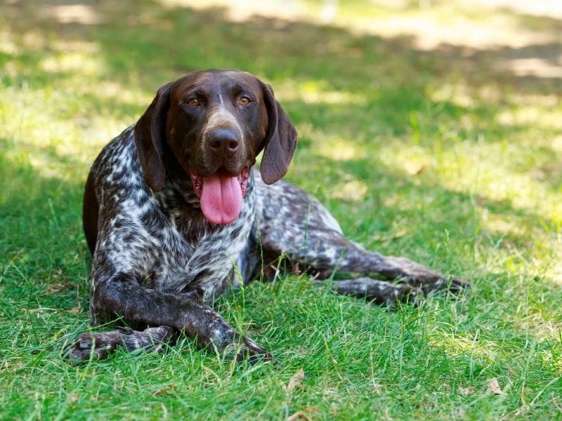 German Pointer Dog Breed Guide: Care, training and fun facts