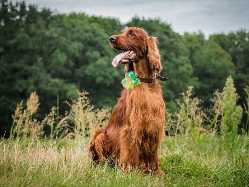A happy Irish Setter is sitting in a meadow looking out into the distance on a grey cloudy day