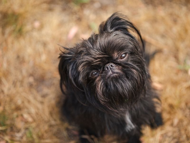 Brussels Griffon breed guide: Care, training, and fun facts