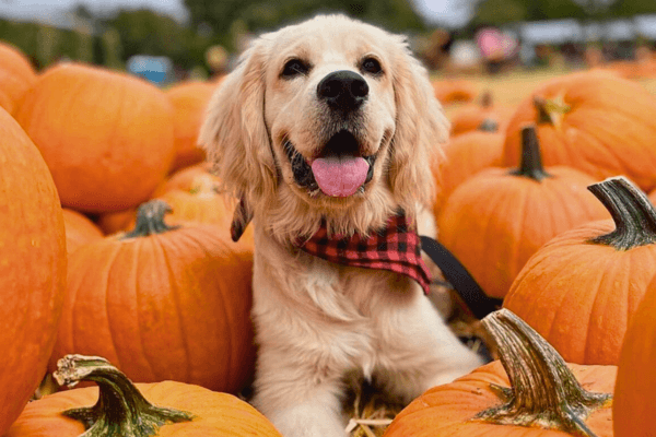 Golden dog amid orange pumpkins