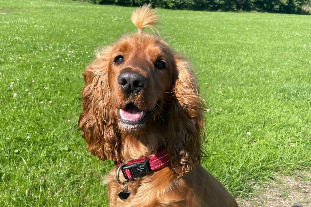 Doggy member Amber, the Cocker Spaniel, wearing a top-knot