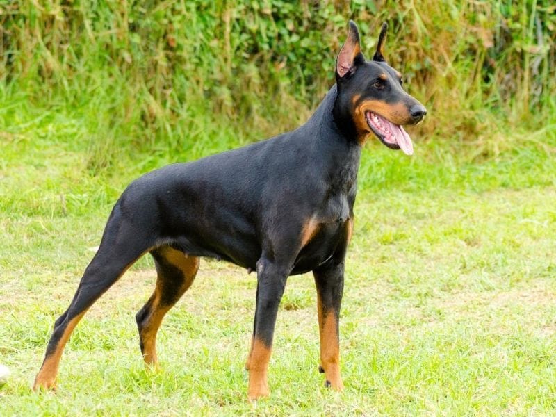 A large black and tan Doberman stands proudly in the field enjoying a spring walk