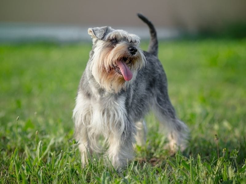 A very happy Miniature Schnauzer standing in the grassy field ready to play fetch