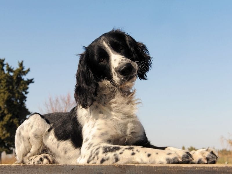English Springer Spaniel breed guide: Care, training, and fun facts
