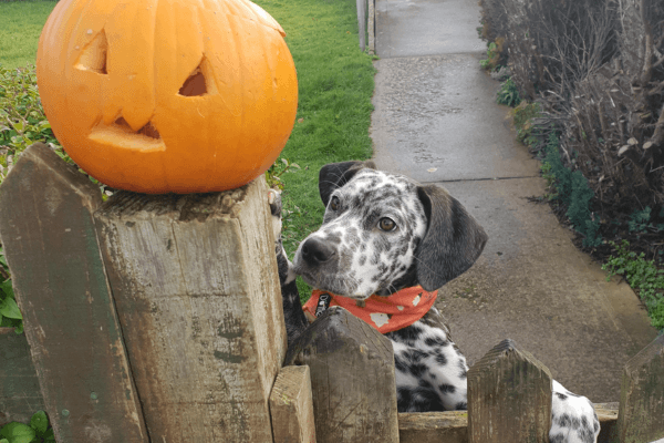 Pup gazing at a pumpkin