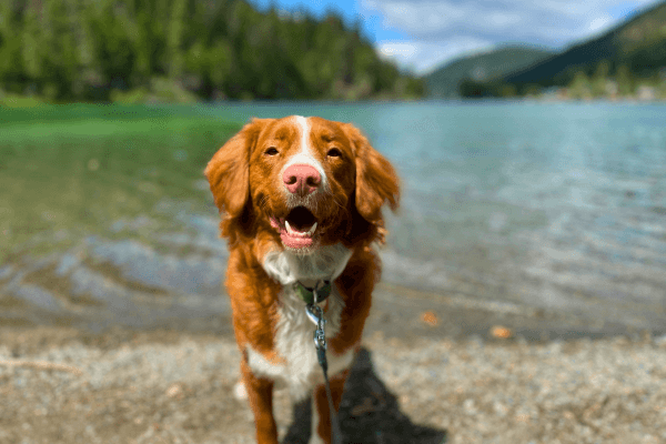Happy Dog by a Lake