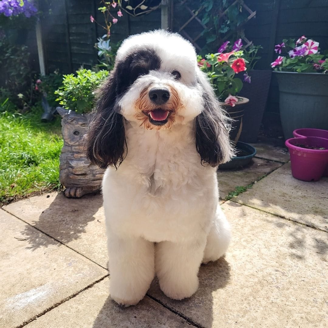 Why Dogs Are Good for Children’s Health