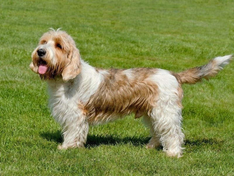 Grand Basset Griffon Vendéen looking to camera