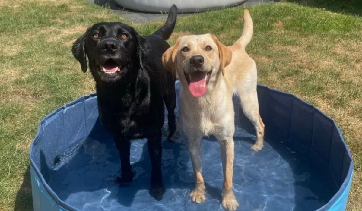Entertain Your Dogs During a Heatwave