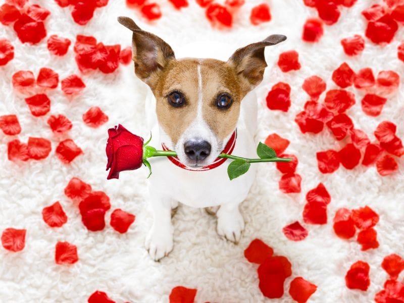An adorable Jack Russell Terrier holding a red rose in his mouth surrounded by red petals
