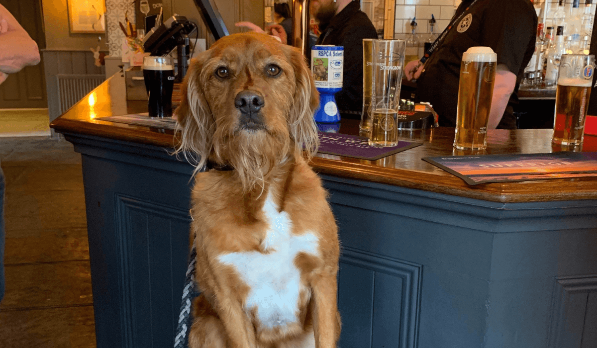 A gorgeous, large cross breed dog sits on the bar stool with pints on the bar behind them.