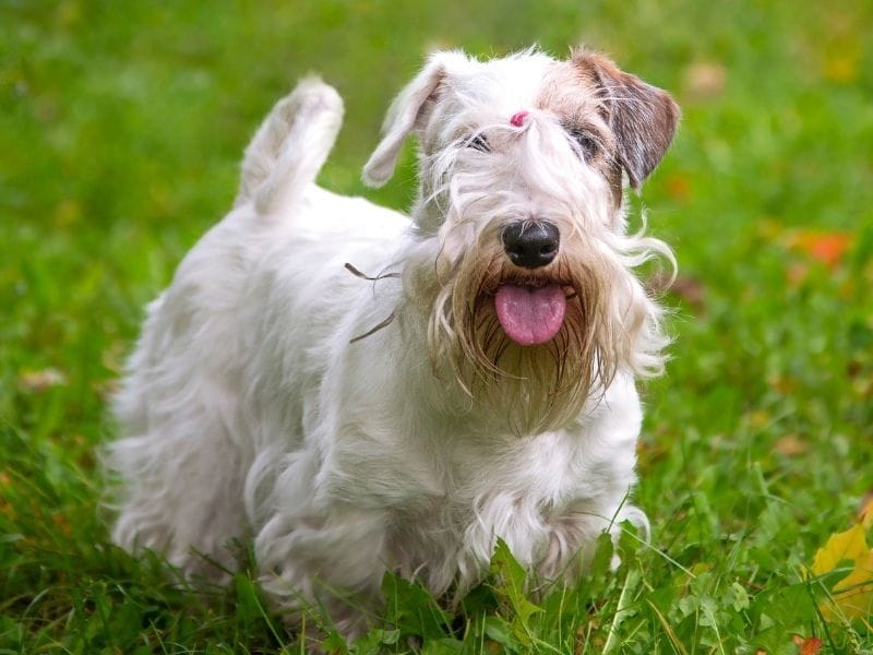 Great Dog Walks in Edinburgh
