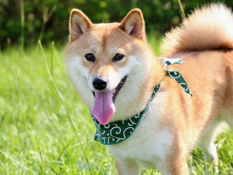 A golden and white Shiba Inu wearing a green bandana is standing in the long grass