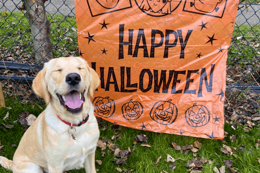 Happy golden dog next to a Happy Halloween Sign