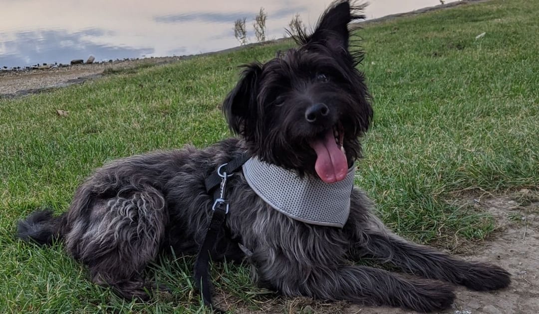 Doggy member Saffy, the Cross Breed, enjoying a late evening walk