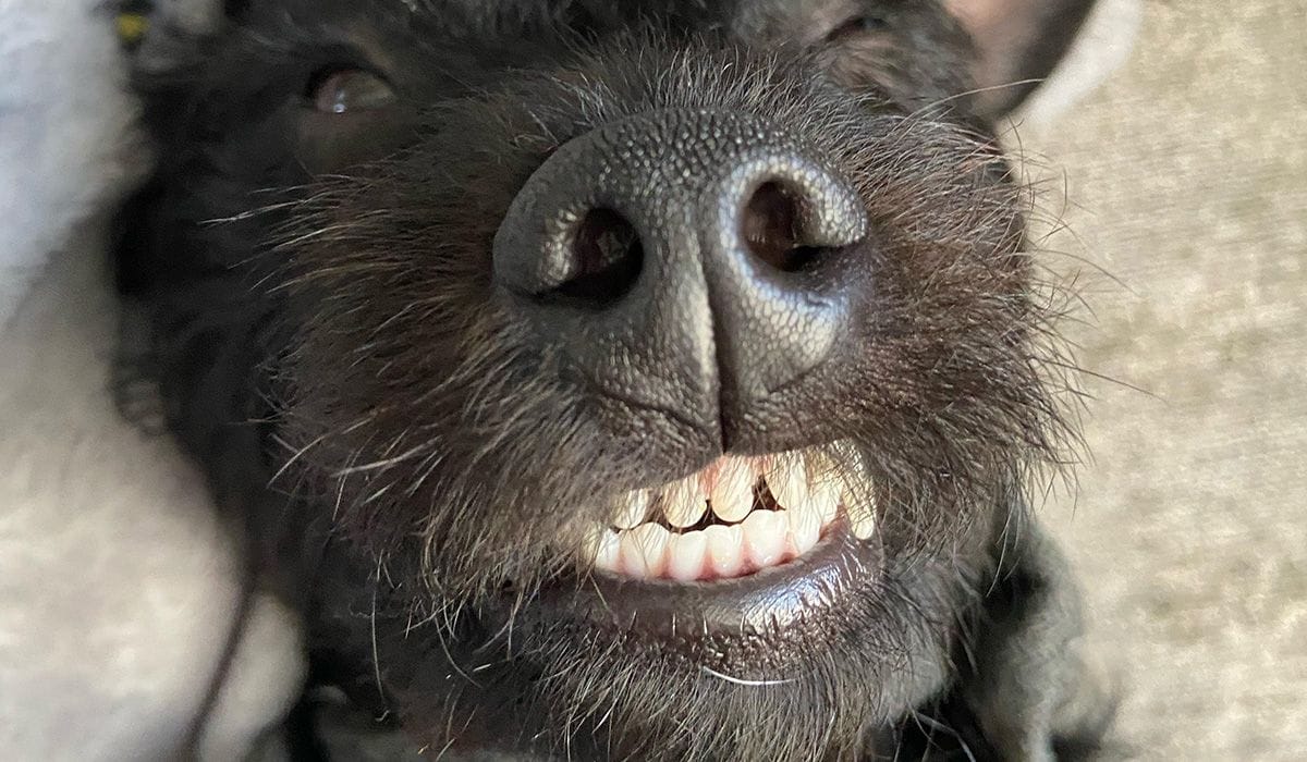 Teeth Brushing Alternatives For Dogs
