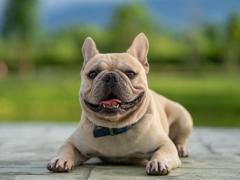 A beige French Bulldog is lying on the patio in the garden