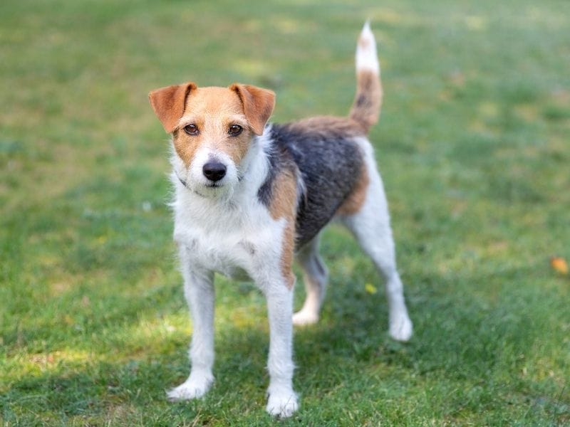 An alert Parson Russell Terrier standing in the shade on a grassy field