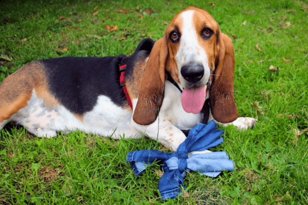 DIY Denim Dog Toy