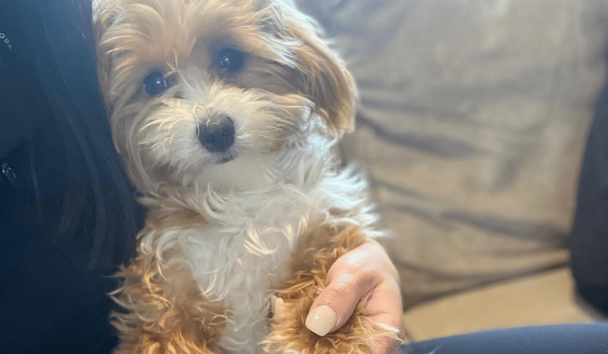 A small, golden and white Cavapoo cuddles into their human.