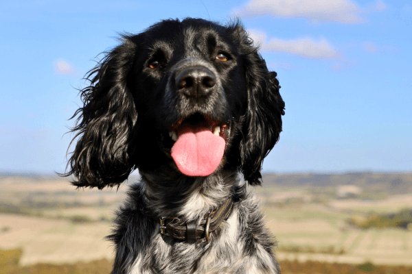 Albie the Sprocker