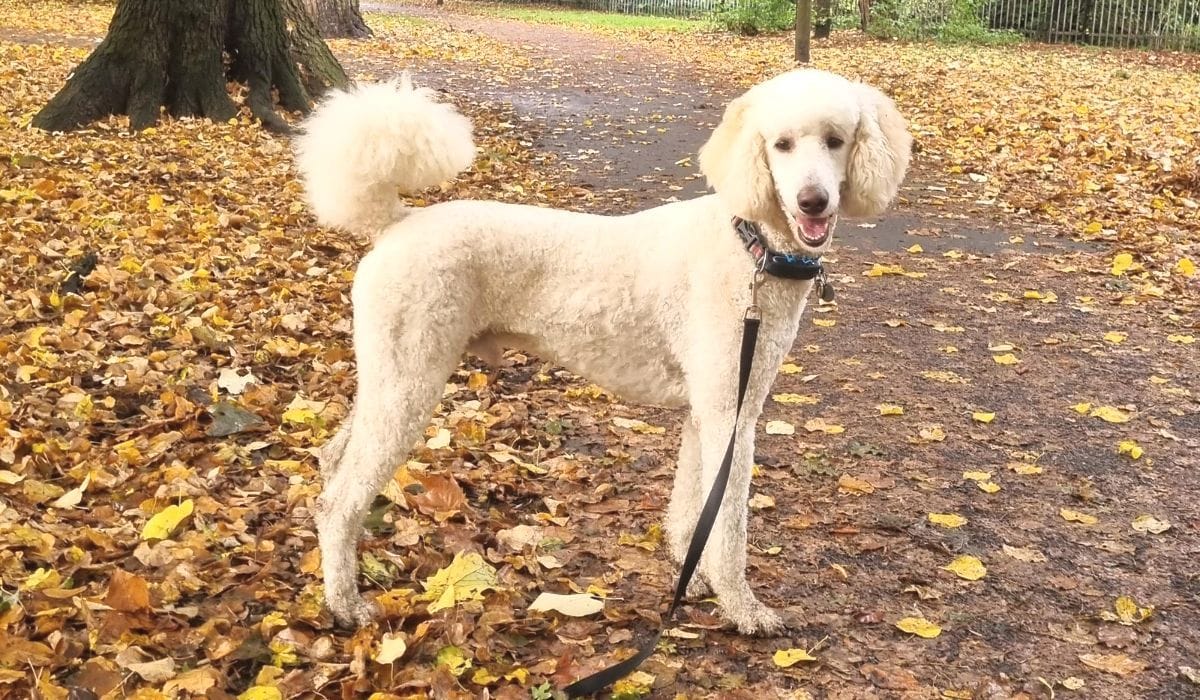 Are Conkers Poisonous To Dogs?