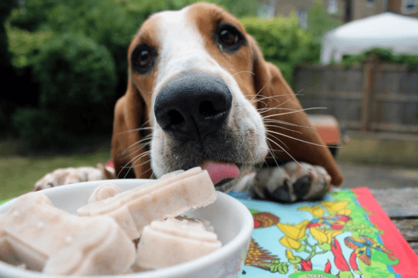 Pup enjoys frozen yoghurt bones