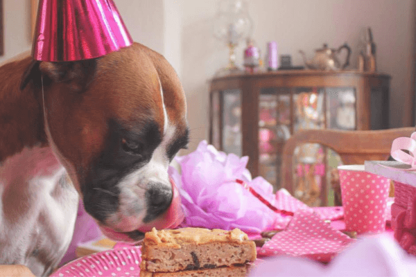 Dog looking at a cake