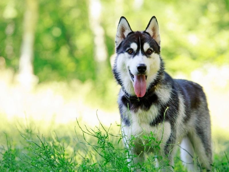 Siberian Husky Dog Breed Guide: Care, training and fun facts