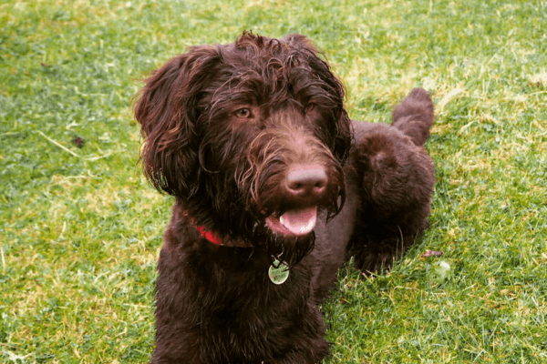 An adorable, brown dog called Cooper