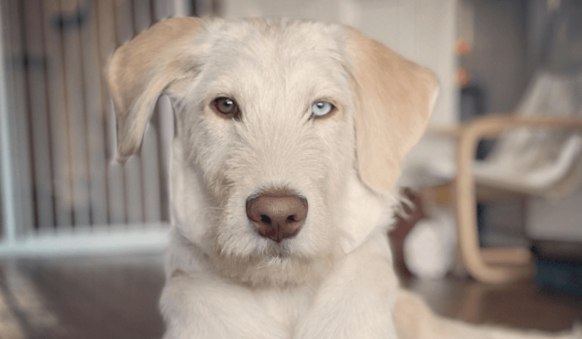 Dog friendly accommodation in Brighton