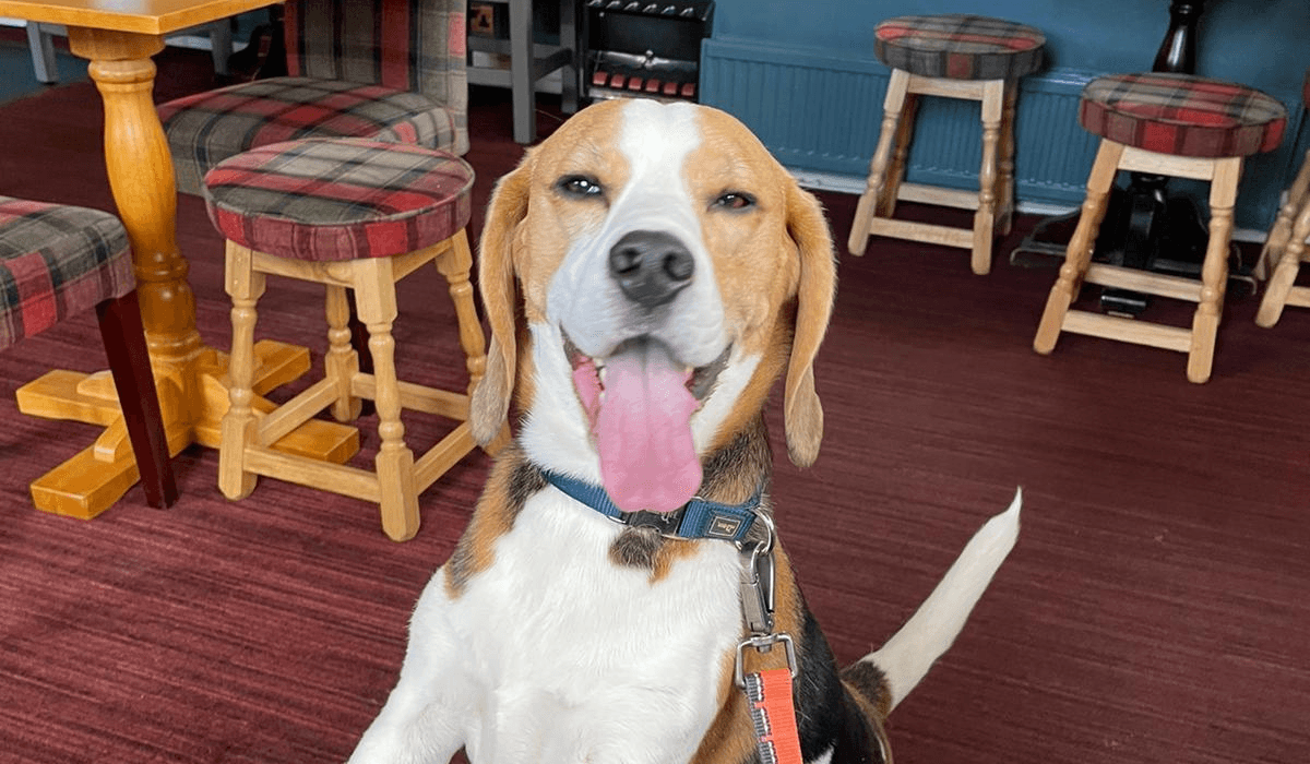 A very happy Beagle has their paws up on the stool in a quiet pub.