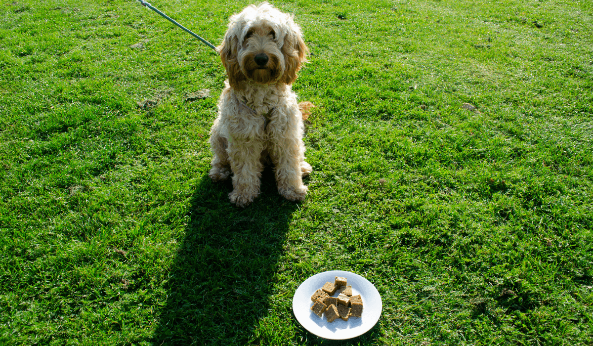 An adorable, golden, fluffy pooch sits waiting next to a plate of Liver Cake pieces.
