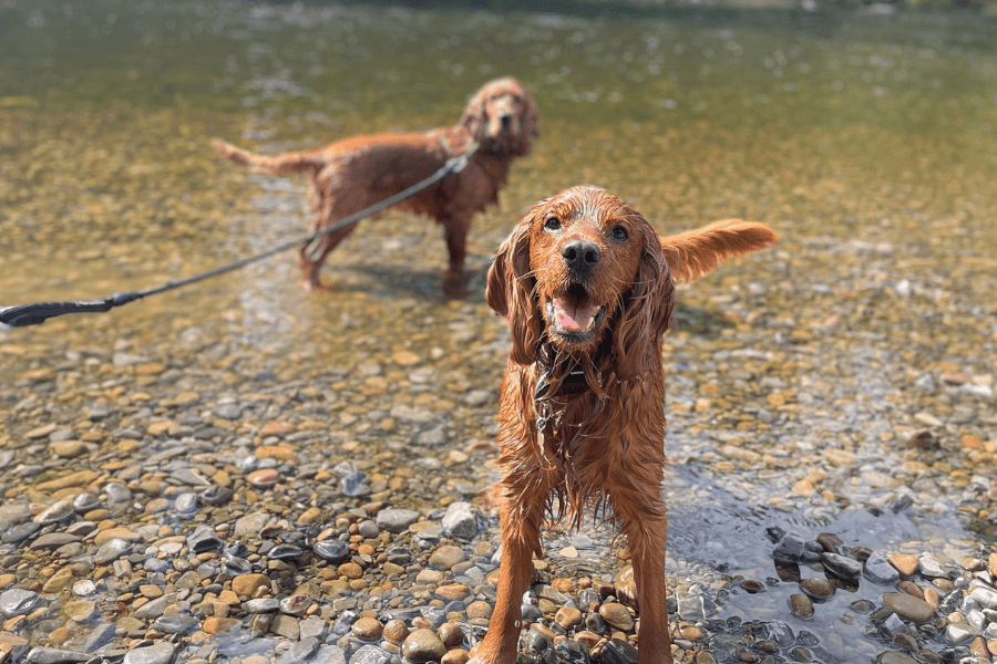 Two cute dogs playing in the water.