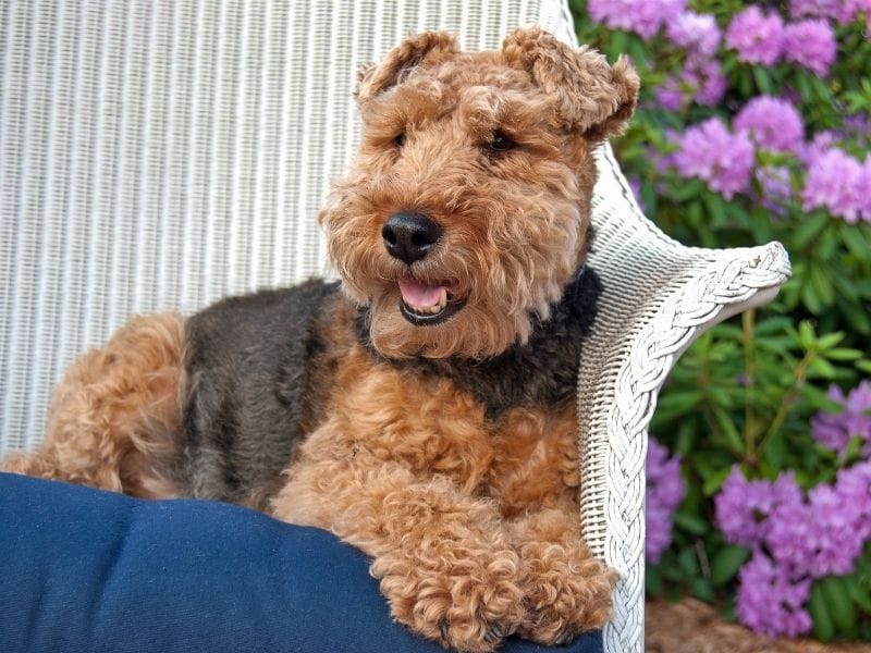 Welsh Terrier Dog Breed Guide: Care, training and fun facts