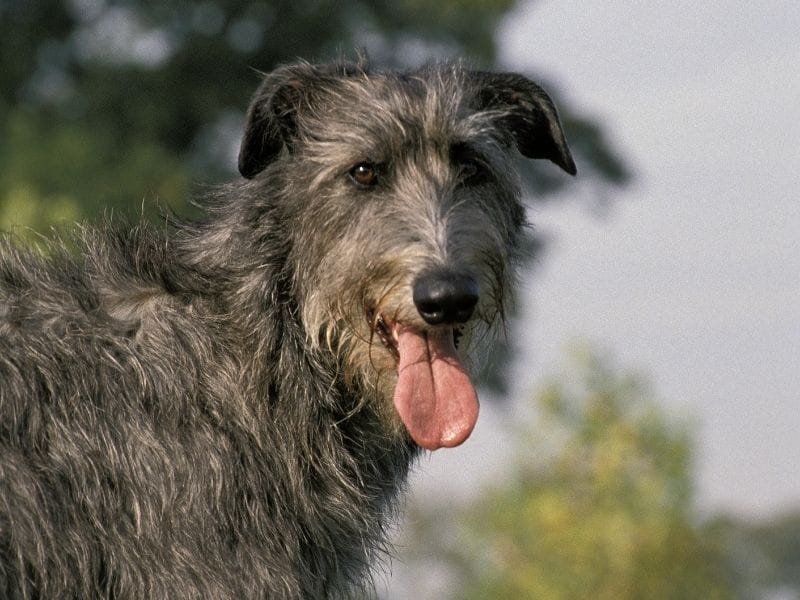 Deerhound Dog Breed Guide: Care, training and fun facts