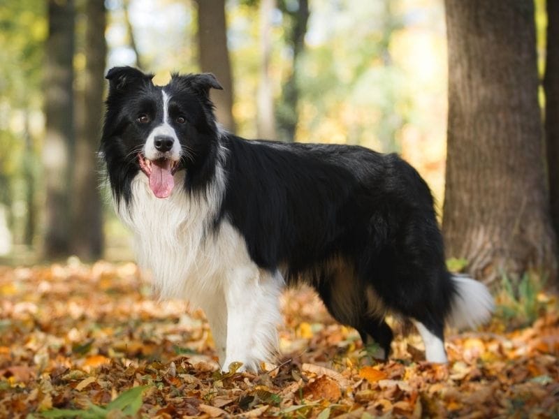 A black and white Border Collie stands amongst the leaves in the woodlands