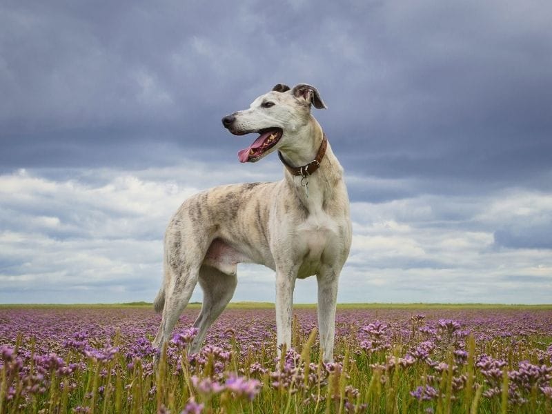 Lurcher Dog Breed Guide: Care, training and fun facts