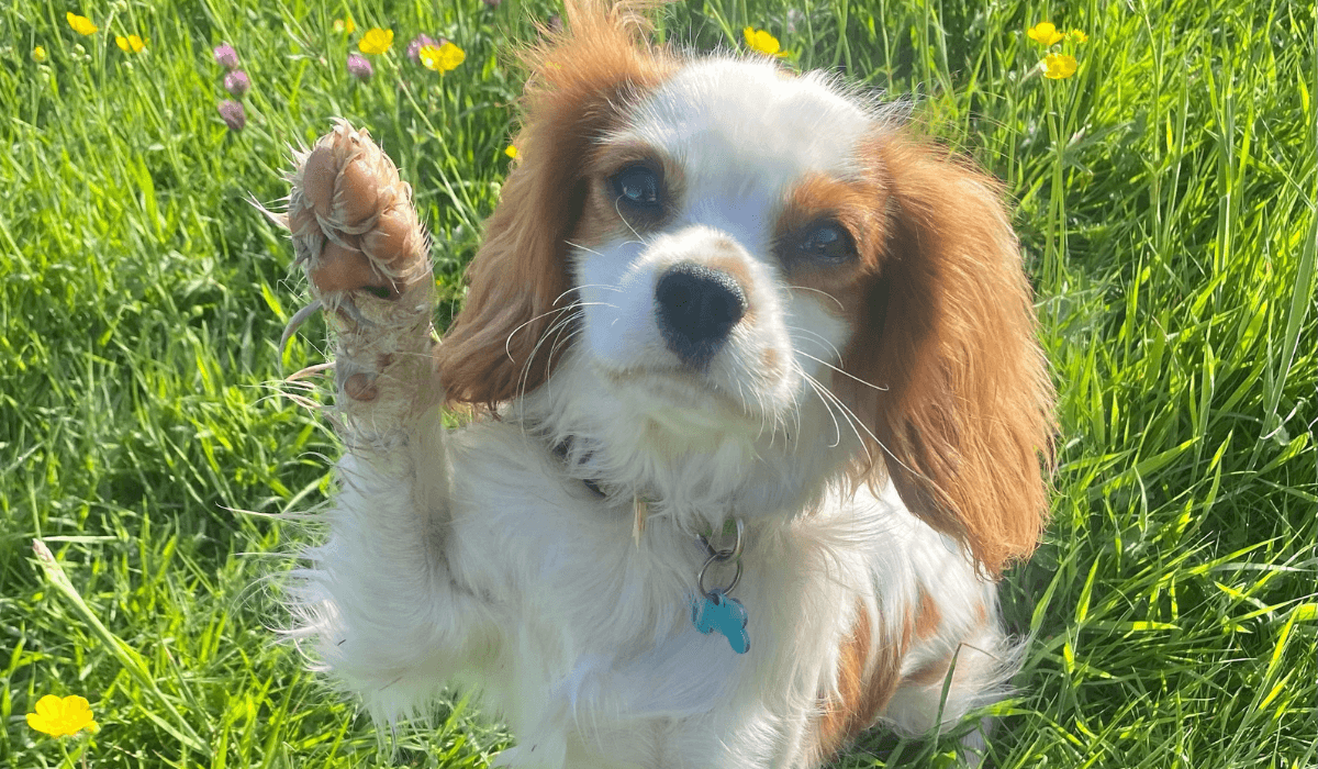 A Cavalier King Charles Spaniel is sitting in the grass with it's right paw held up