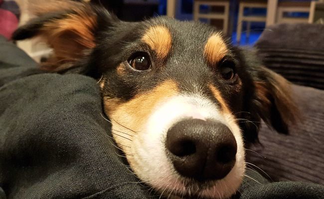 Doggy member Fudge, the Border Collie, resting their head on their owner