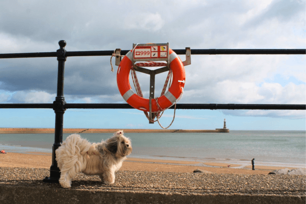 Dog friendly places to eat in Sunderland